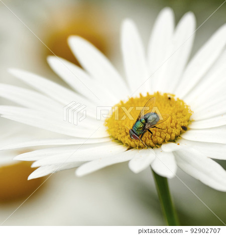 Fly pollinating a white daisy flower outdoors, common green bottle bug. Closeup of blowfly feeding off nectar from the yellow pistil on a marguerite plant. Macro of a wildlife in harmony with nature Fly pollinating a white daisy flower outdoors, common green bottle bug. Closeup of blowfly feeding off nectar from the yellow pistil on a marguerite plant. Macro of a wildlife in harmony with nature 92902707