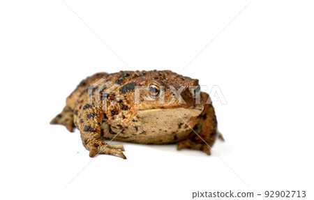 Common true toad or frog with brown body and black dot markings on dry rough skin isolated on a white background with copyspace. Amphibian from the bufonidae species ready to hop around and croak Common true toad or frog with brown body and black dot markings on dry rough skin isolated on a white background with copyspace. Amphibian from the bufonidae species ready to hop around and croak 92902713