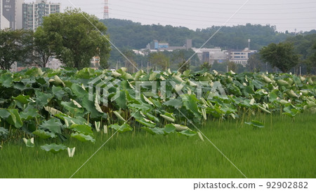 蓮花 蓮花 92902882