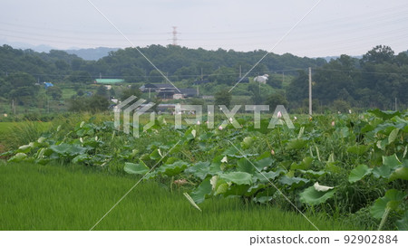 Lotus 92902884