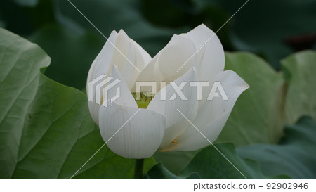 蓮花 92902946