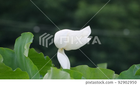 蓮花 蓮花 92902950