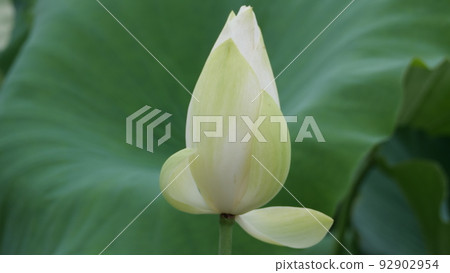 Lotus Lotus 92902954