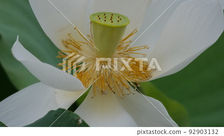 Lotus Lotus 92903132