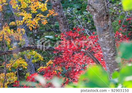 紅葉植物“秋天的北海道” 92903150