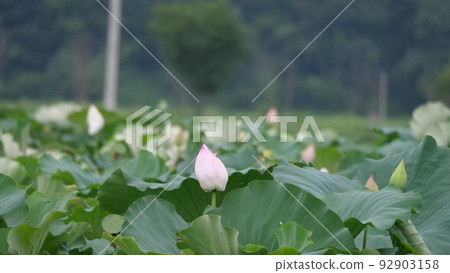 Lotus Lotus 92903158