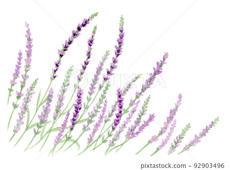 模擬水彩薰衣草田 92903496