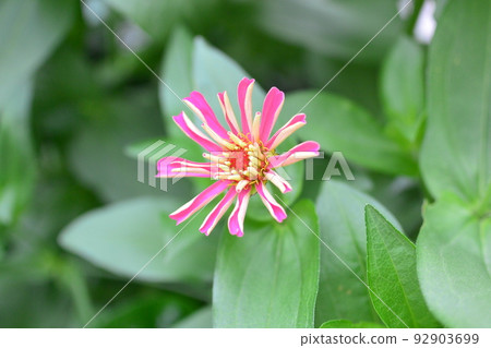 Cute flowers that you often see on the promenade: Grass flowers Cute flowers that you often see on the promenade: Grass flowers 92903699