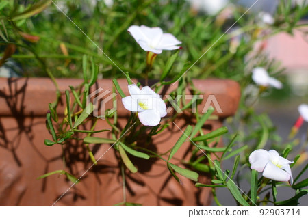 Cute flowers that you often see on the promenade: Grass flowers Cute flowers that you often see on the promenade: Grass flowers 92903714