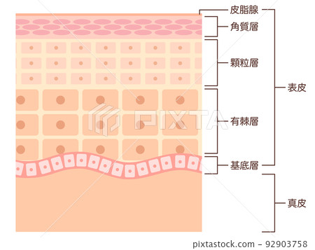 Skin structure with name - Stock Illustration [92903758] - PIXTA