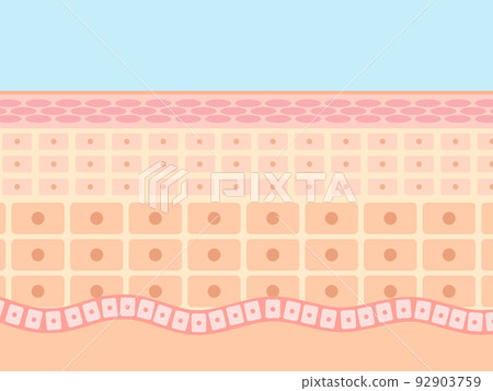 Skin structure Skin structure 92903759