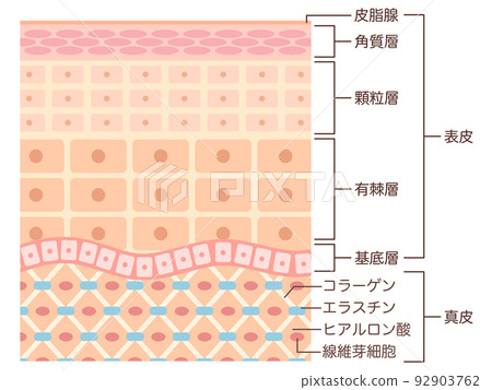 Skin structure with name 92903762
