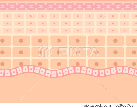 Skin structure　 92903763