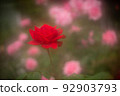 The rose flower is loved as a symbol of "love" and "beauty" 92903793