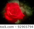 The rose flower is loved as a symbol of "love" and "beauty" 92903794