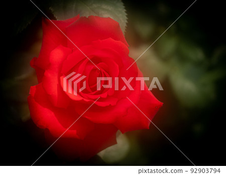 The rose flower is loved as a symbol of "love" and "beauty" 92903794