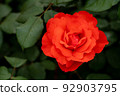 The rose flower is loved as a symbol of "love" and "beauty" 92903795