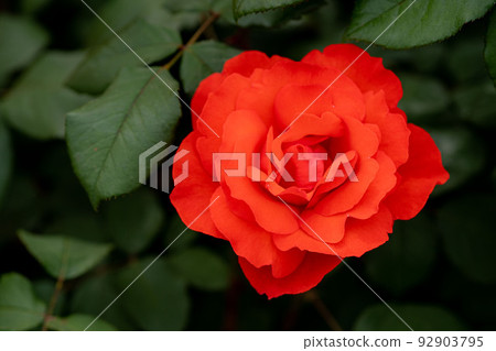 The rose flower is loved as a symbol of "love" and "beauty" 92903795
