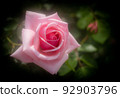 The rose flower is loved as a symbol of "love" and "beauty" 92903796