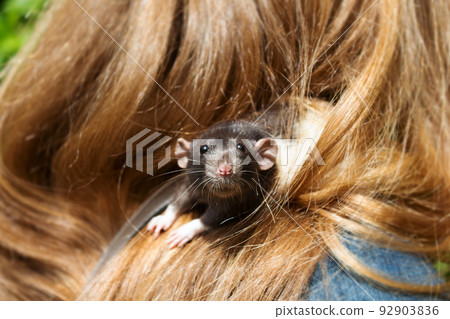 Gray rat sitting on her owners shoulder. Gray rat sitting on her owners shoulder. 92903836