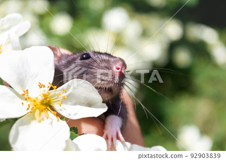 Cute little gray tame rat in flowers. Cute little gray tame rat in flowers. 92903839