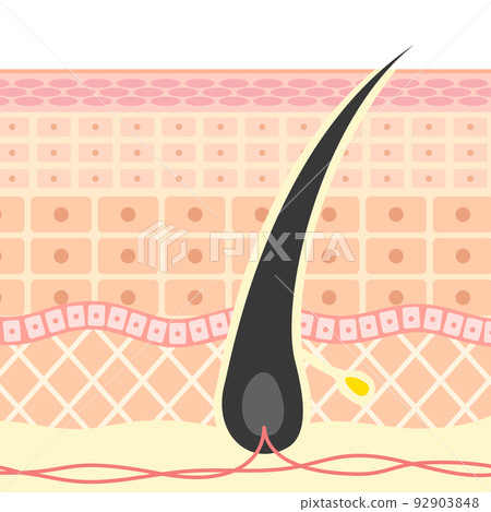 illustration of hair root 92903848