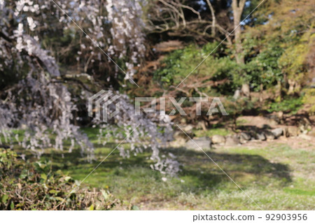 京都御所的櫻花和樹木 92903956