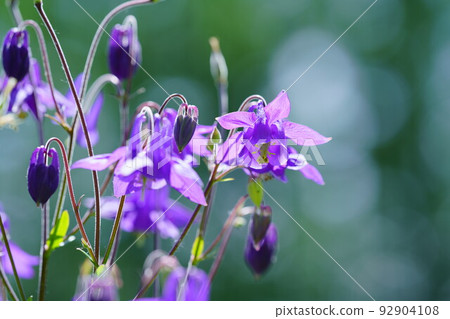 紫色鴿子和球散景 紫色鴿子和球散景 92904108