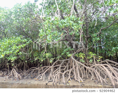 Mangroves of the Hinai River Mangroves of the Hinai River 92904462