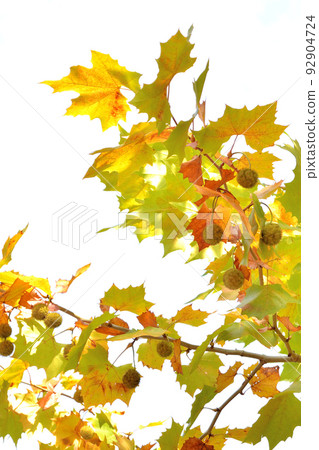 Fruited plane trees Autumn scenery 92904724