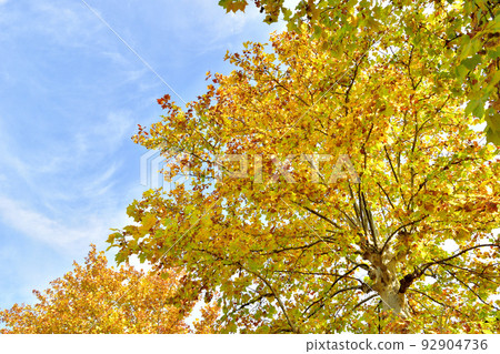 結果的梧桐樹秋天風景 92904736