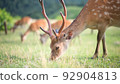A deer 92904813