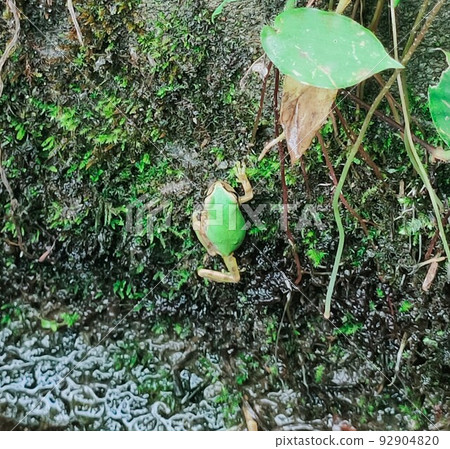 A tree frog climbing a ditch 92904820