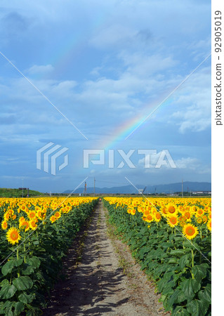 Rainbow and sunflower 9822- Rainbow and sunflower 9822- 92905019