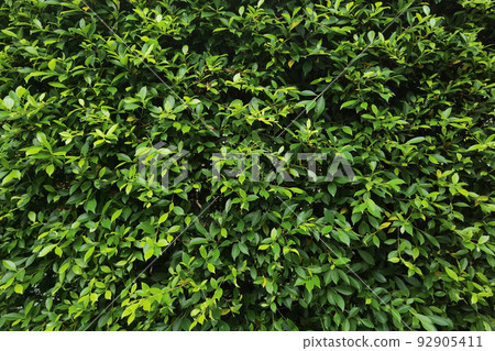 close up of tree with green leaf close up of tree with green leaf 92905411