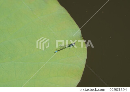 Thread dragonfly resting its wings on a lotus leaf Thread dragonfly resting its wings on a lotus leaf 92905894