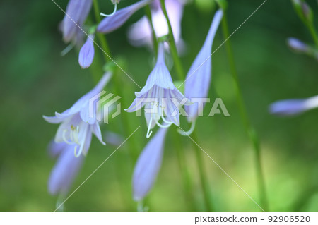 玉簪花 玉簪花 92906520