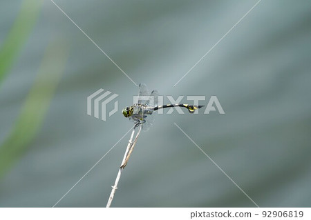 仙人掌棲息在靠近水的樹枝上 92906819