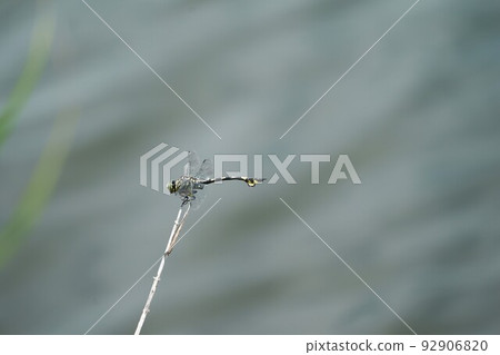 Prickly pear perched on a branch near the water Prickly pear perched on a branch near the water 92906820