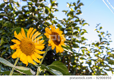 Japanese summer sunflower flowers in the city 92906950