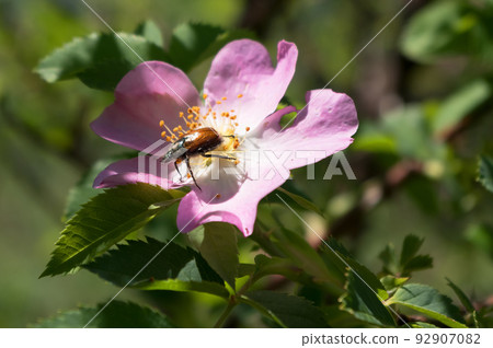 Close-up view of a rose hip flower. The fruits and flowers of this shrub have healing effects. Close-up view of a rose hip flower. The fruits and flowers of this shrub have healing effects. 92907082