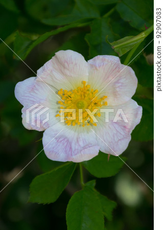 Close-up view of a rose hip flower. The fruits and flowers of this shrub have healing effects. Close-up view of a rose hip flower. The fruits and flowers of this shrub have healing effects. 92907083