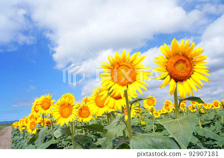 向日葵 9589 92907181