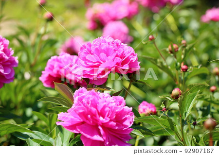 Peony of peony 92907187
