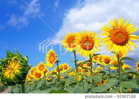 Himawari 9609 92907188