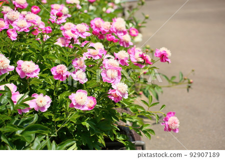 Peony of peony 92907189