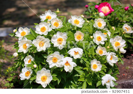 牡丹牡丹 92907451