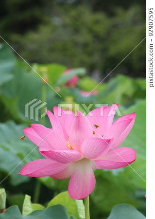 bee and lotus 3121 92907595