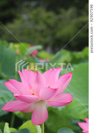 bee and lotus 3125 92907596