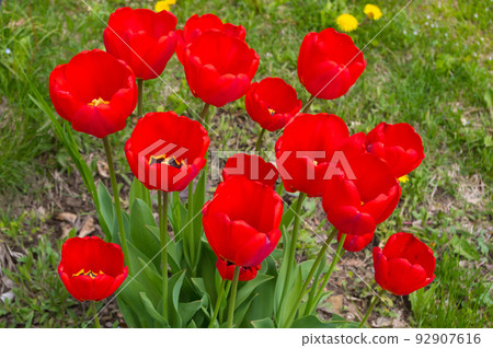 A popular decorative plant called Tulip. Latin name Tulipa. A popular decorative plant called Tulip. Latin name Tulipa. 92907616